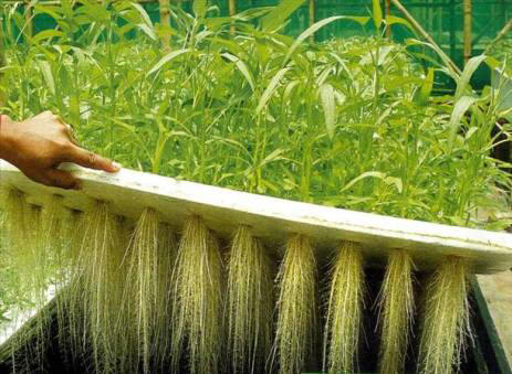 Hydroponics Guide How Tos In The World Of Hydroponics